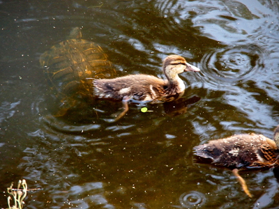 [A duckling has just swum over the lower half of a completely submerged turtle.]